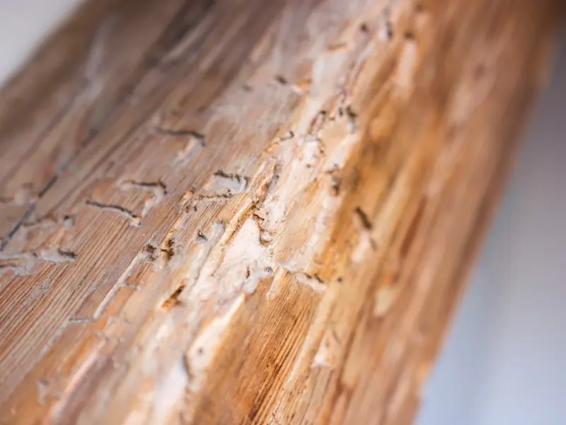 Visible signs of termite damage.