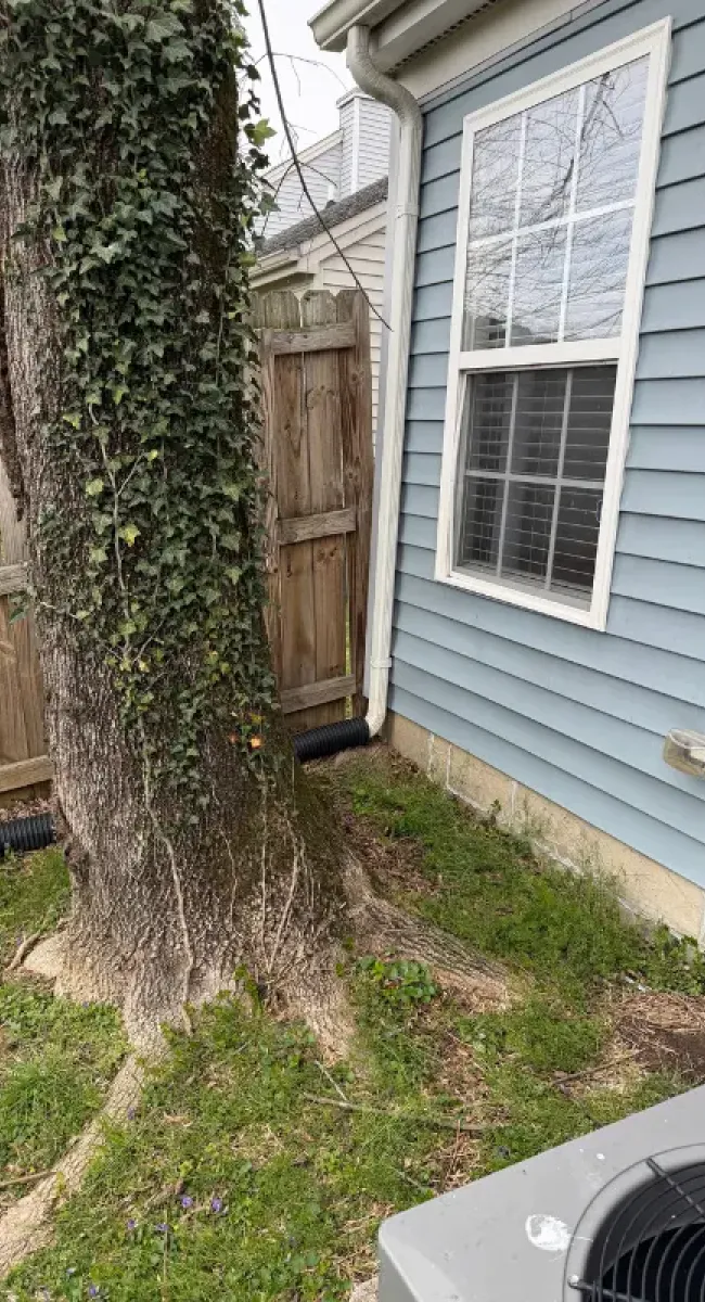 Large tree directly next to a home.