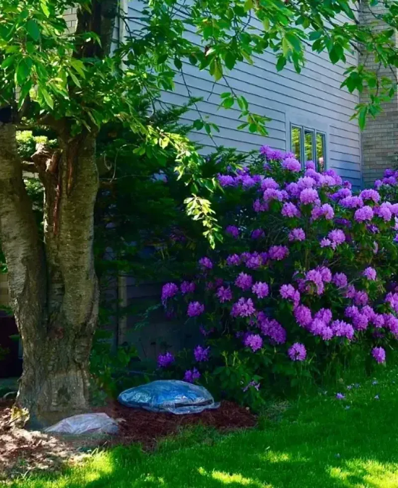 Tree that is planted too close to the house.